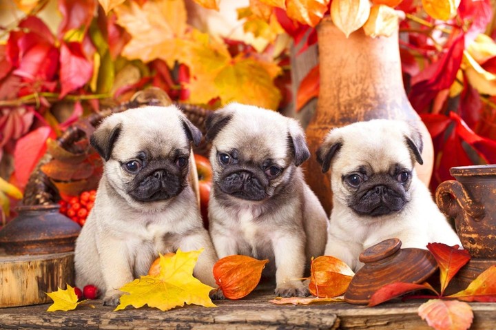 Dogs