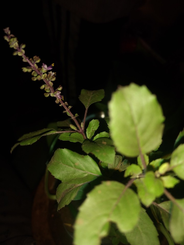 India Tulsi