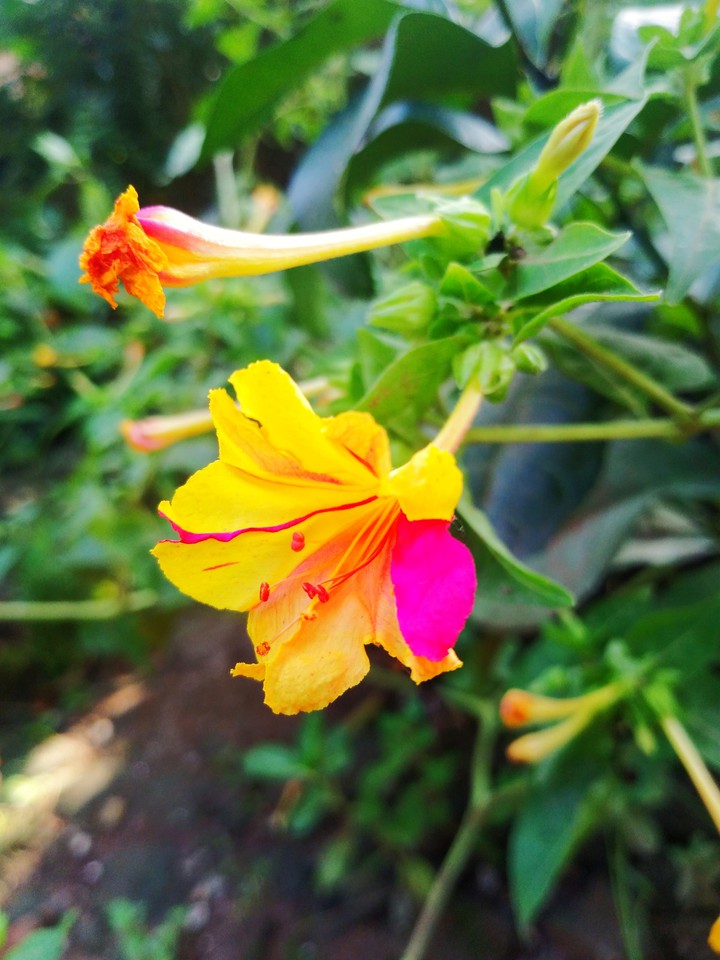 nature