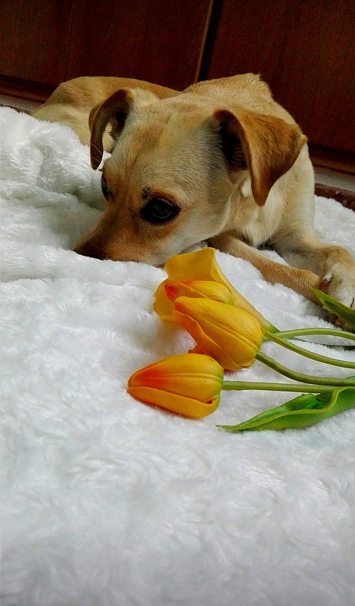 Perla ❤️