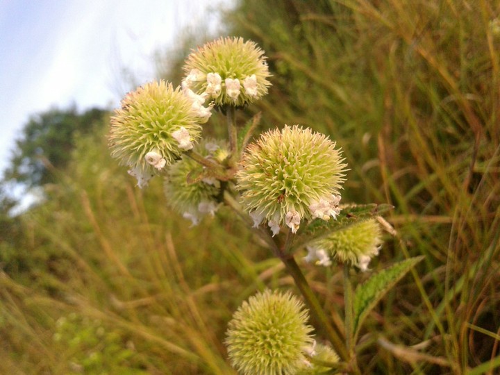 Wild Plants
