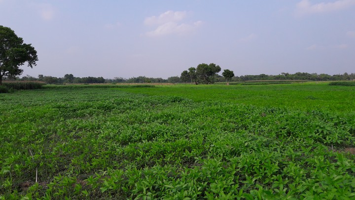 jute field