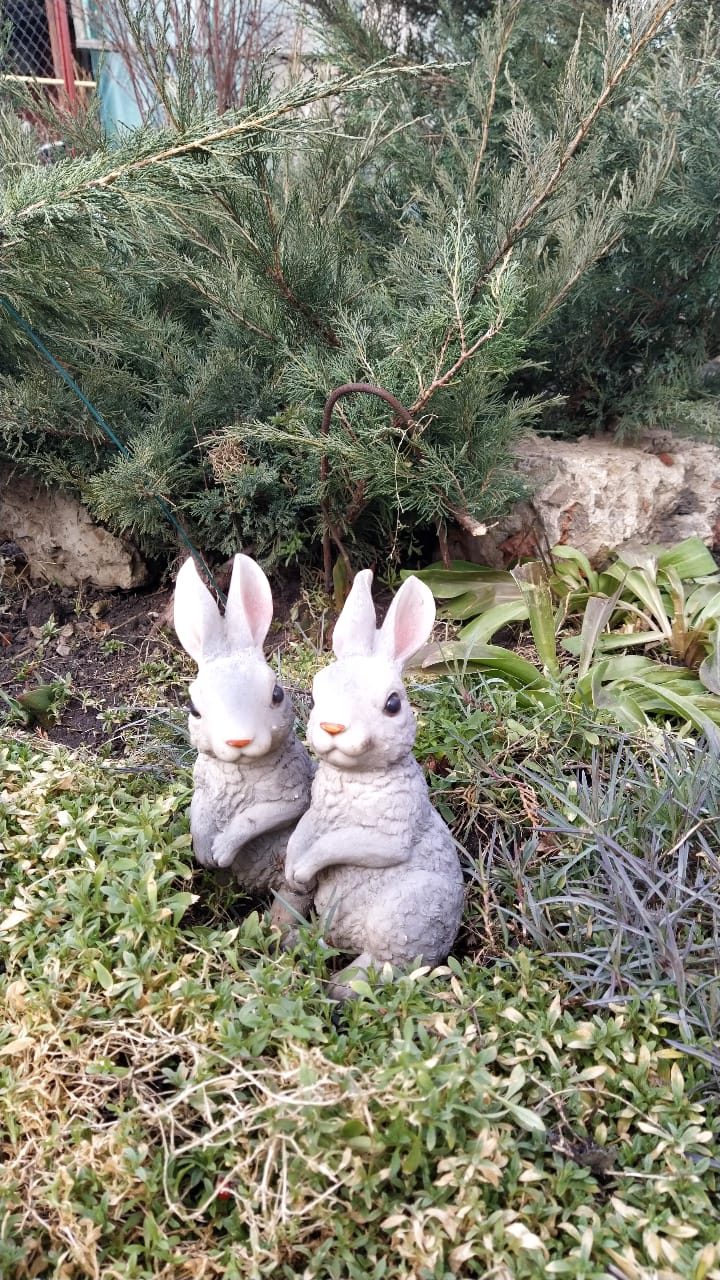 Зайчики