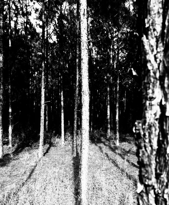 Trees