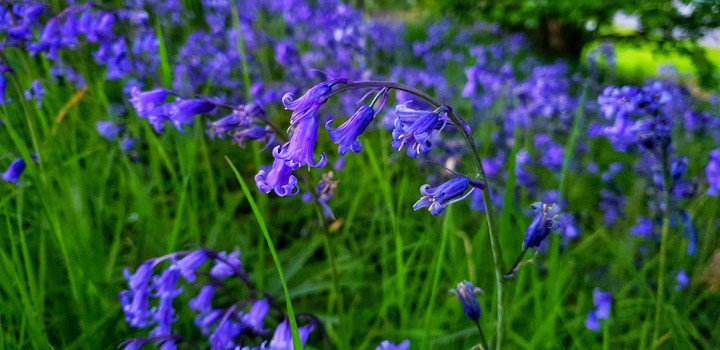 Flower violet