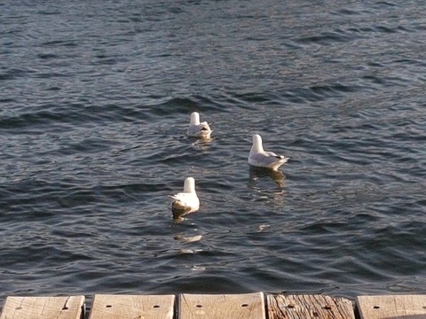 On the Pier