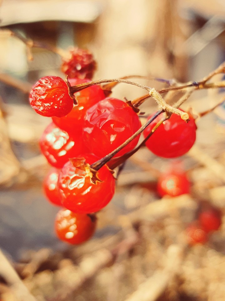 Winter Violet Light Tree Seeds, Fruit