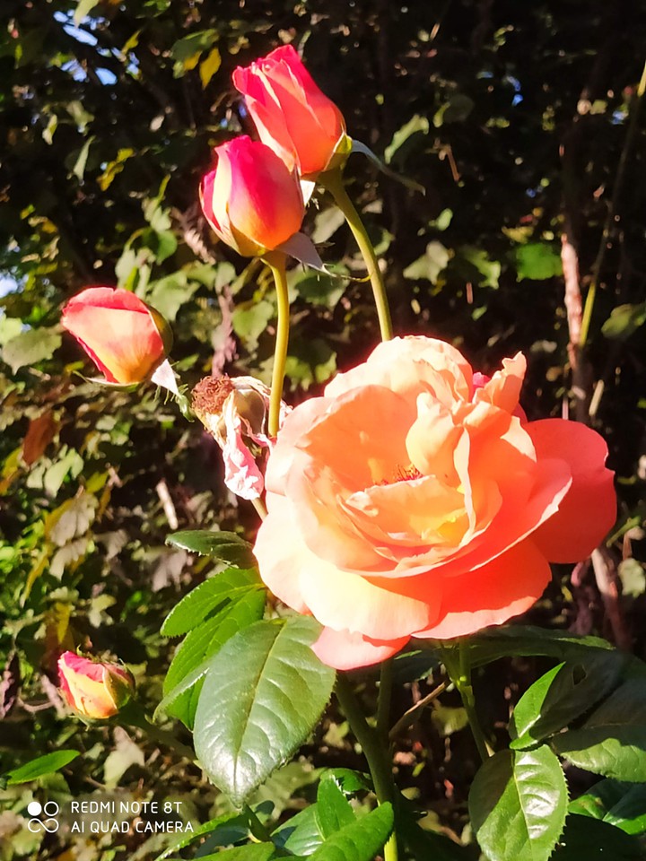 naranja como la a alegría