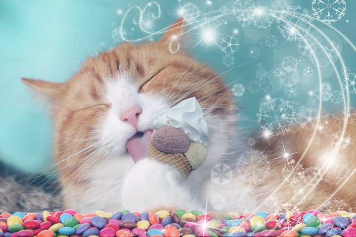 귀여운 고양이