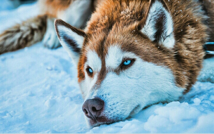 Hasky