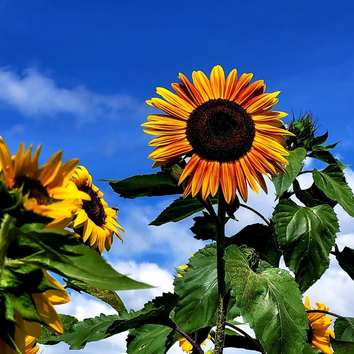 sunflower