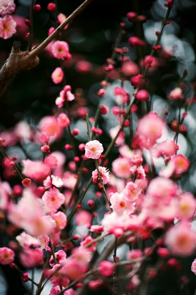 Flores