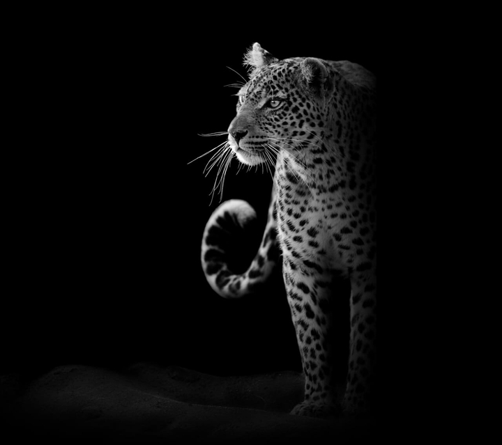 tiger