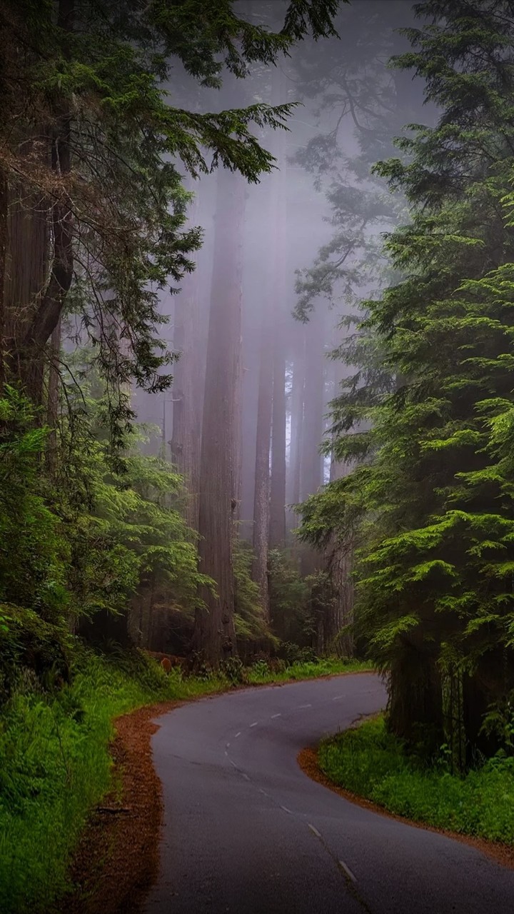 forest❤❤❤