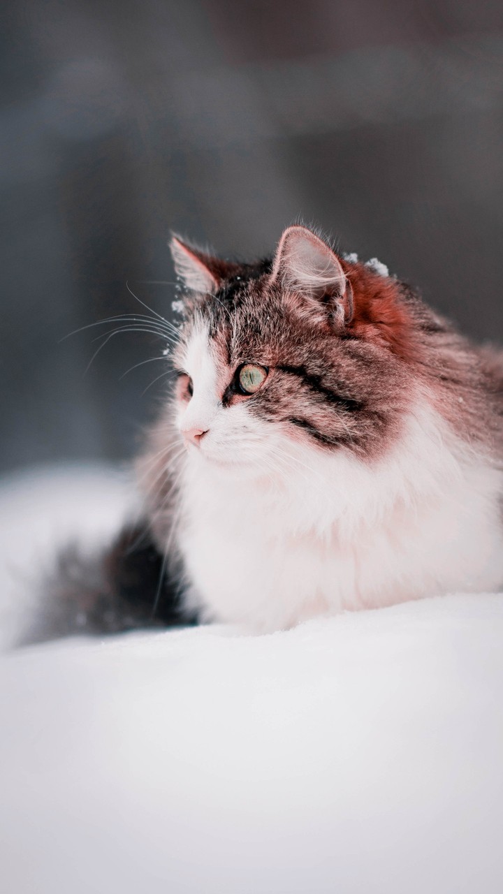 Кошка