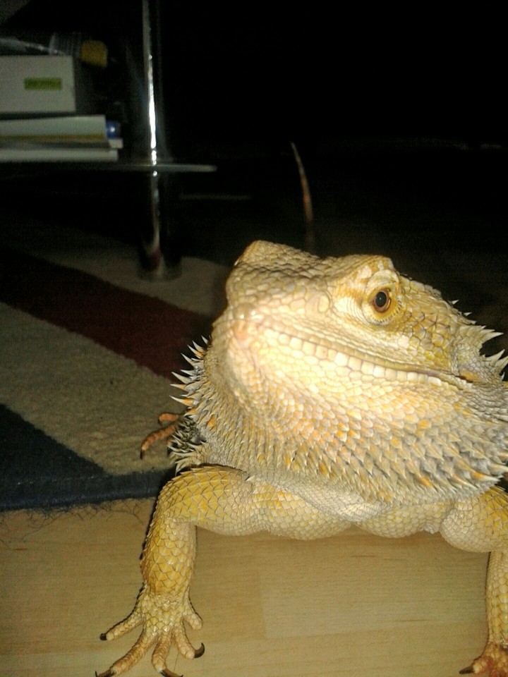 Pogona