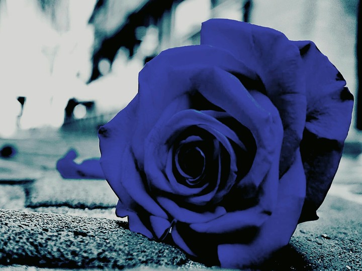 blue rose