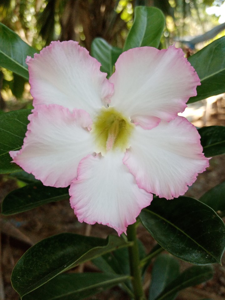 Adenium