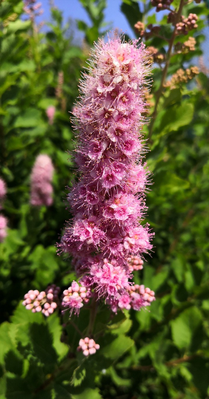 Pink flower