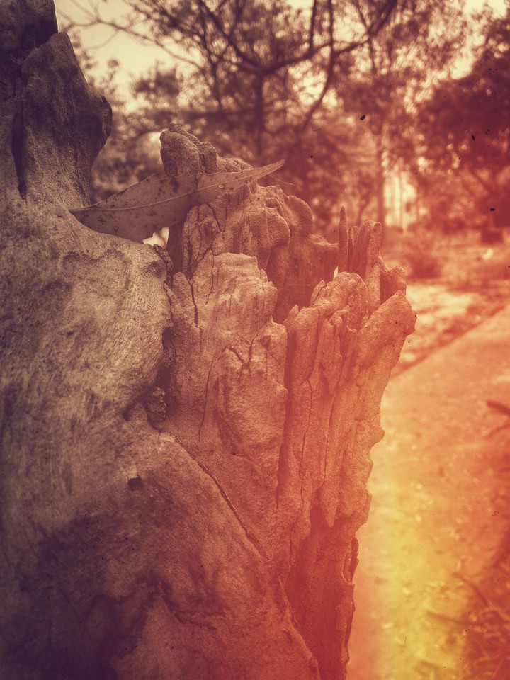 vintage nature