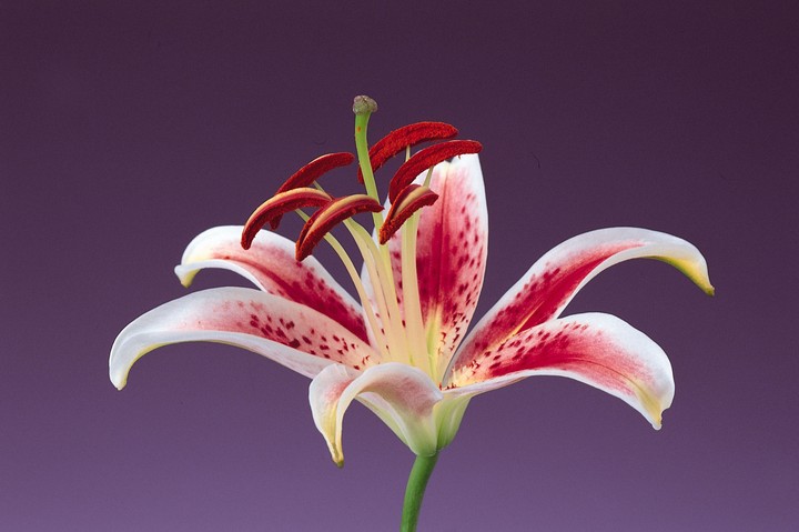 Beautiful Flowers