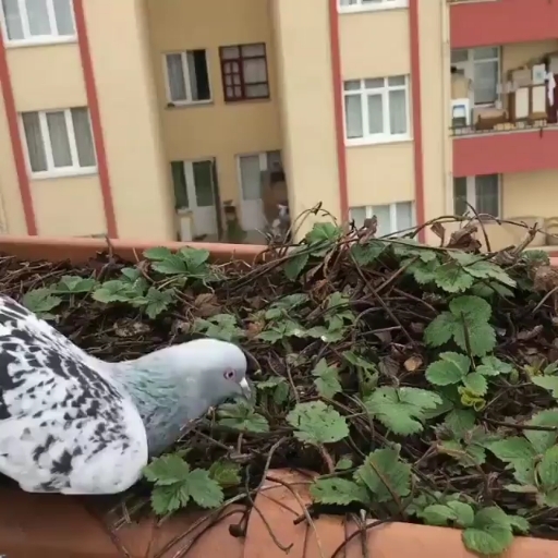 Pigeons fly