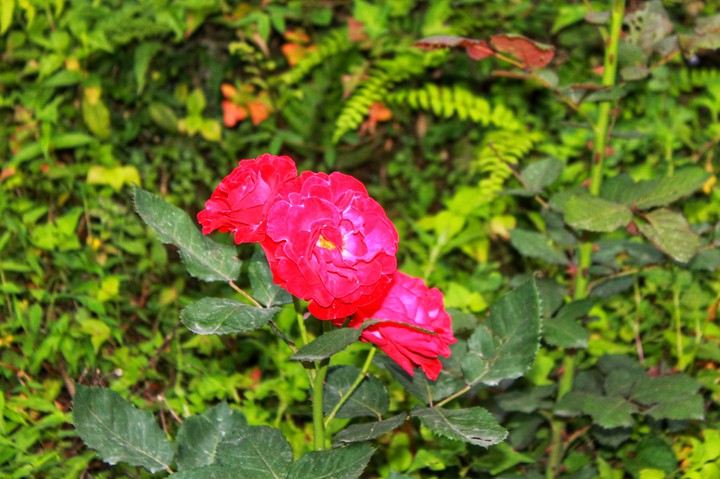 Rose Flower