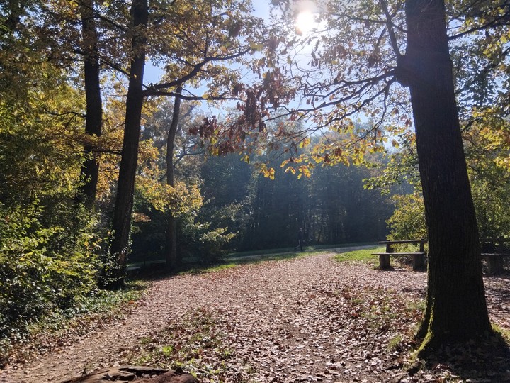 forest