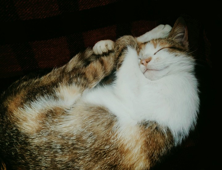 кошка