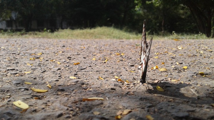 butterfly