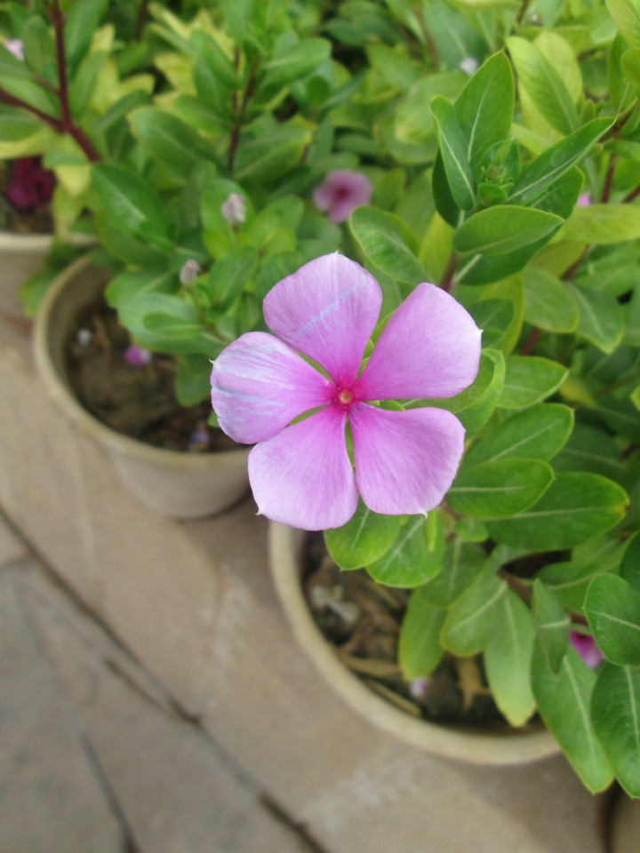 flower