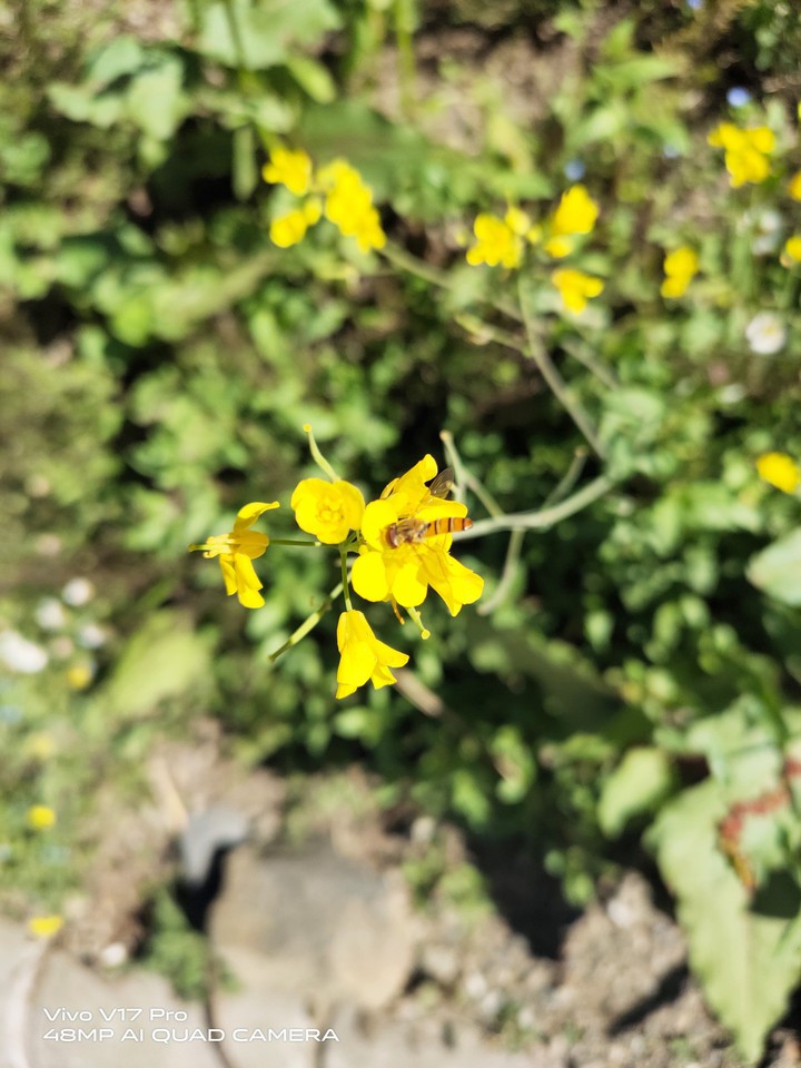 yellowflower