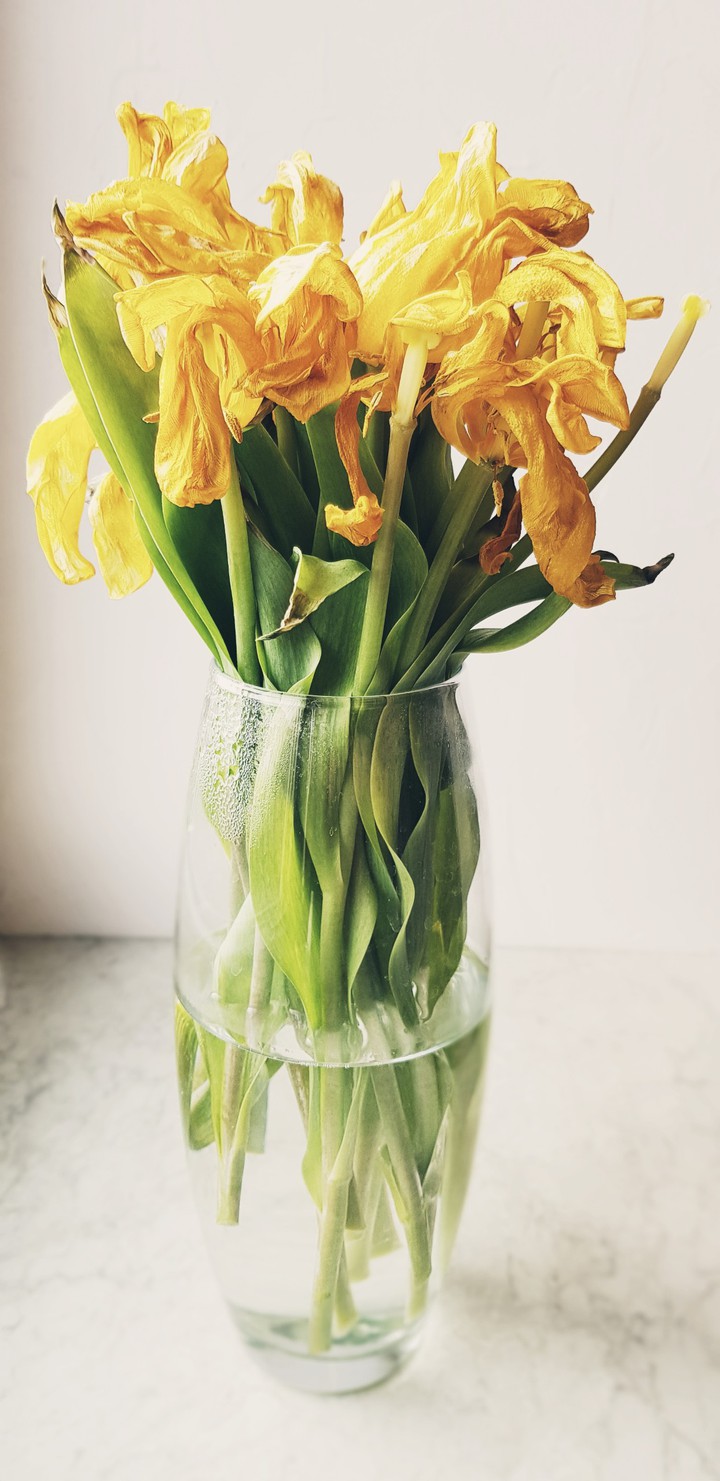 tulips