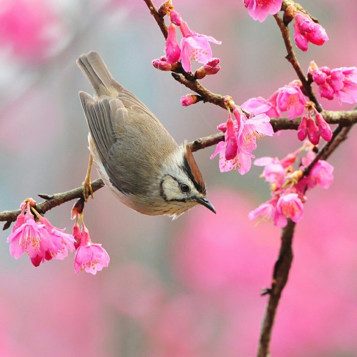Spring