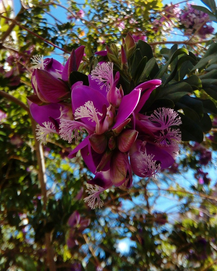 Floweeeeer