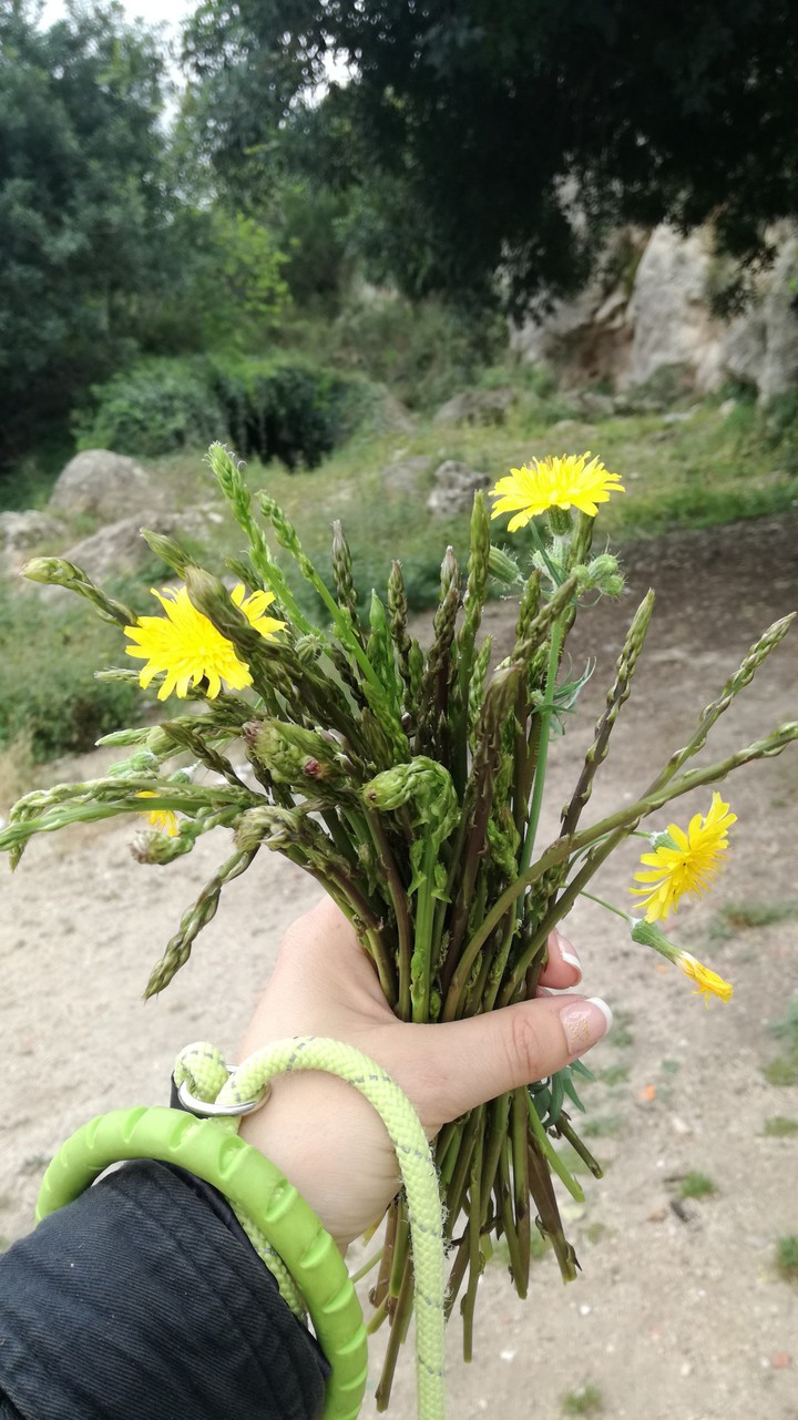 Asparagus Acutifolios/ Espárragos trigueros