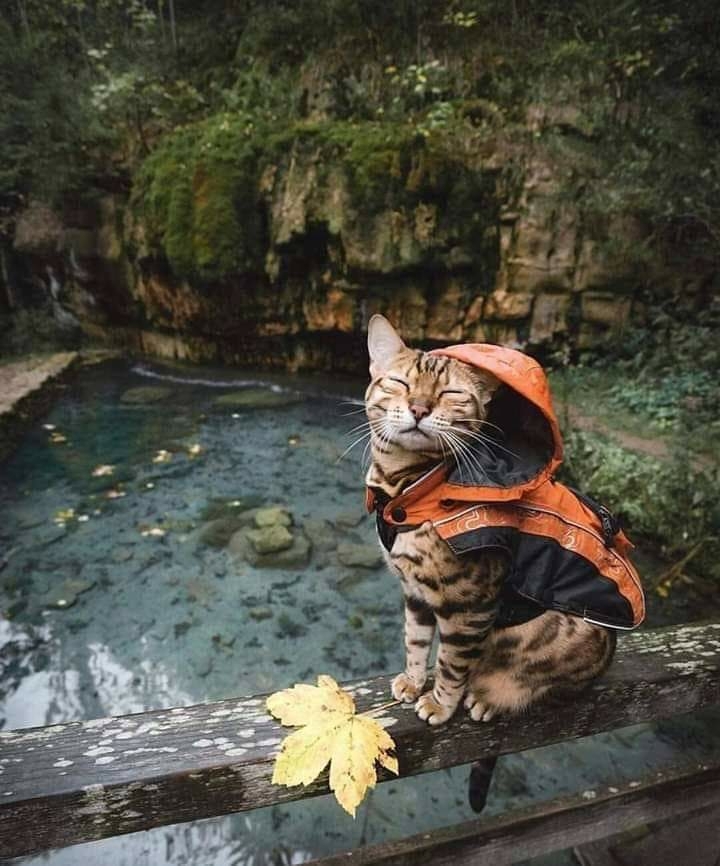 Cat ?