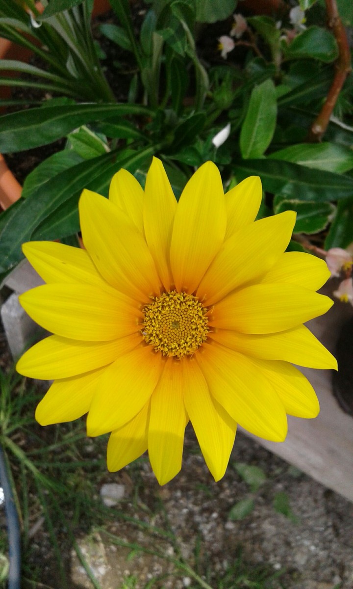flor