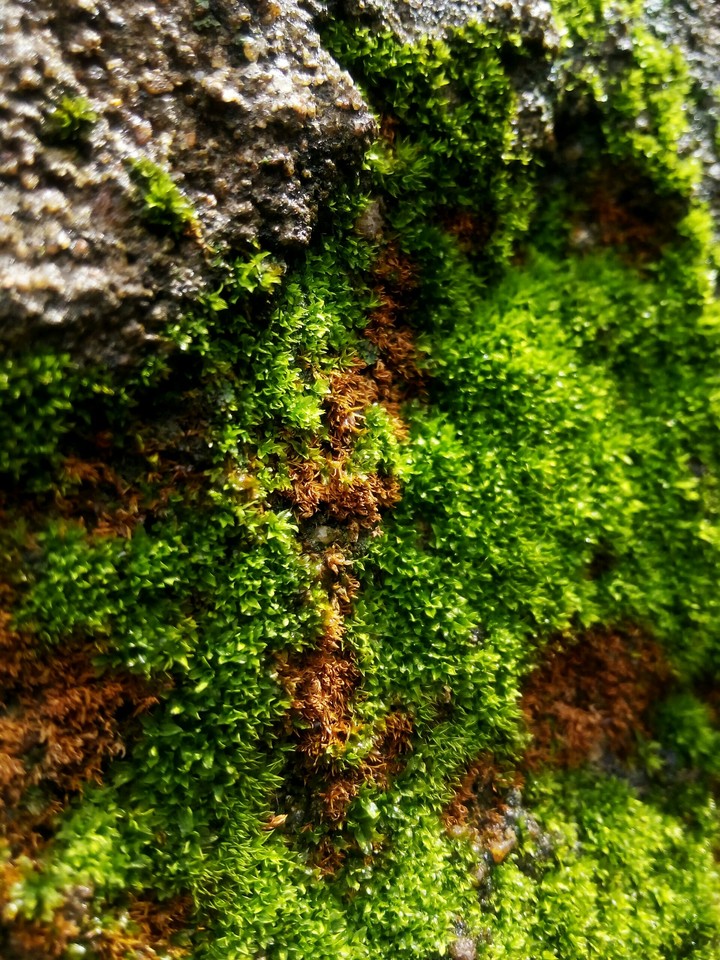 algae