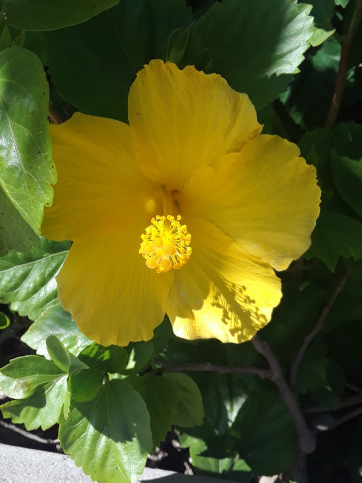 yellow flower