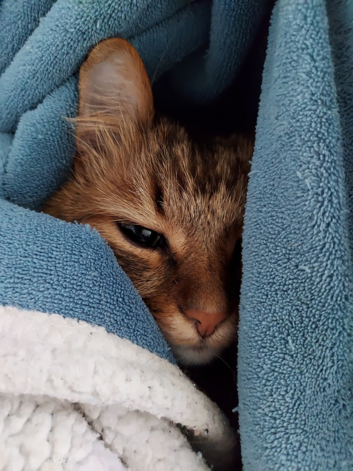 cats