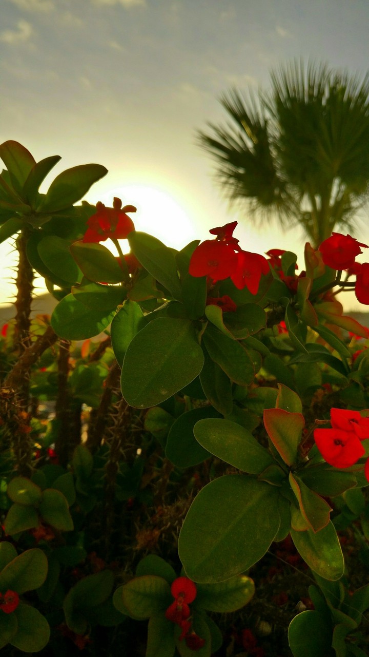 Red flower