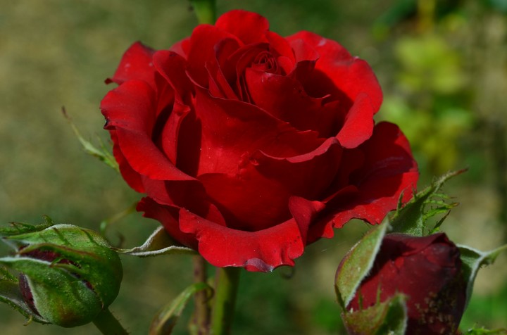 Rose