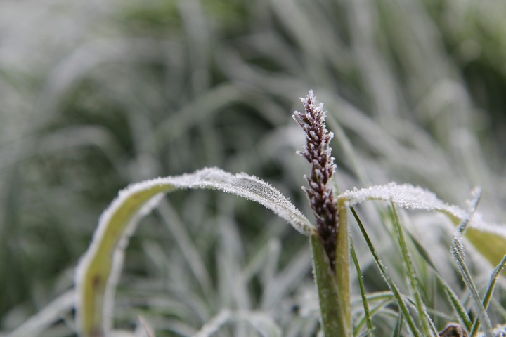 frozen