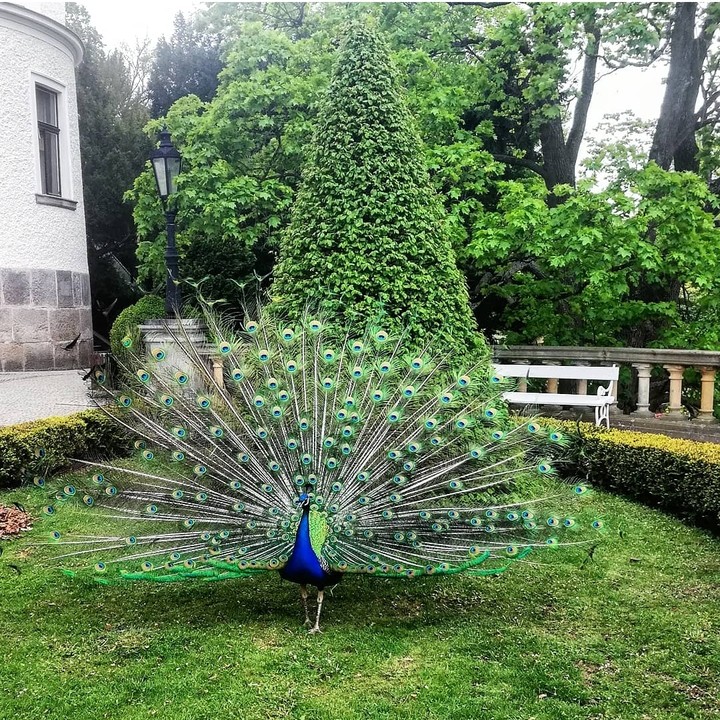 Peacock