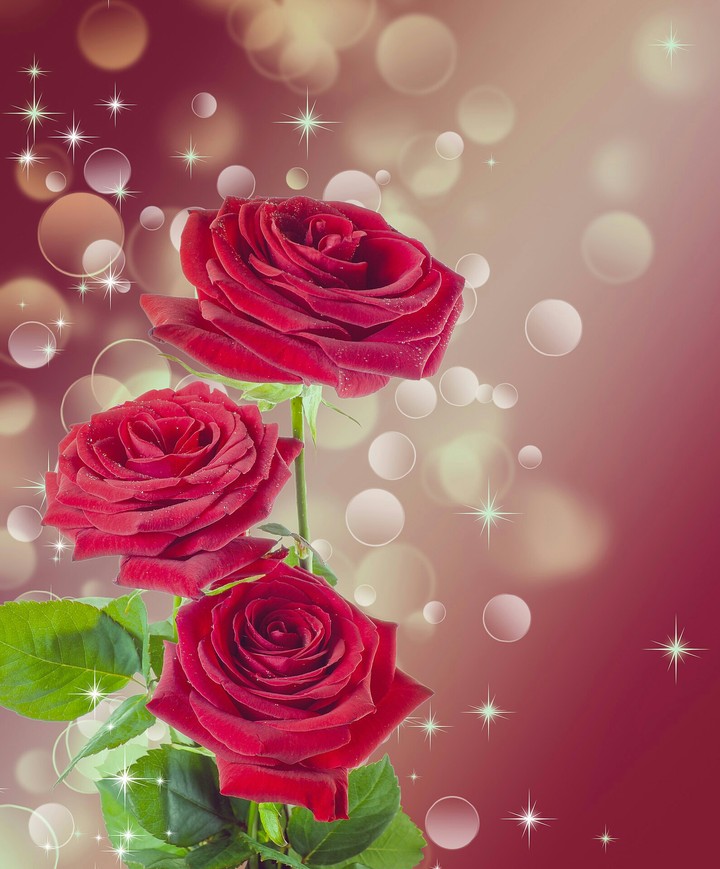 rose