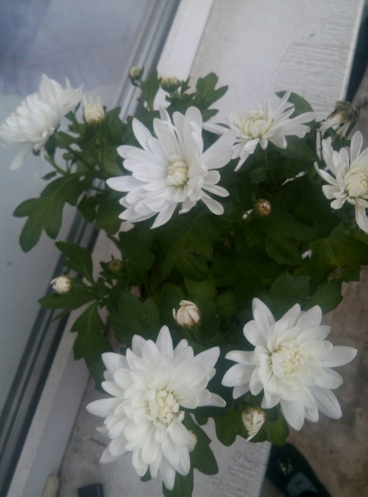 хризантемы