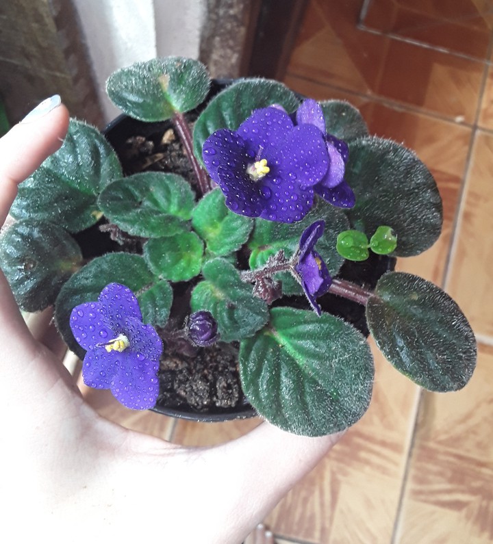 violeta