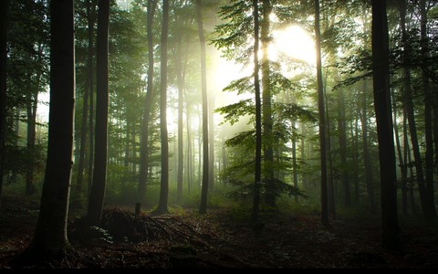 nature