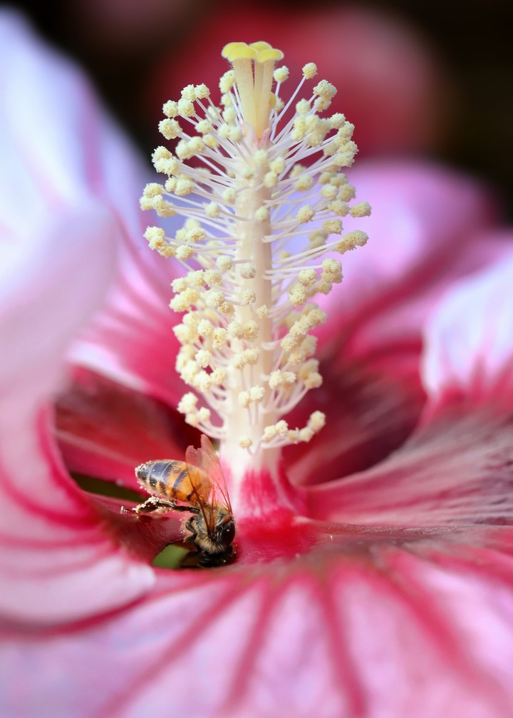 Swamp Rose Mallow/Crimsoneyed rosemallow